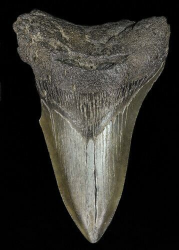 Partial, Megalodon Tooth - Georgia #61661